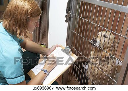 Stock Photo - Veterinary Nurse Feeding Dog In Cage. Fotosearch