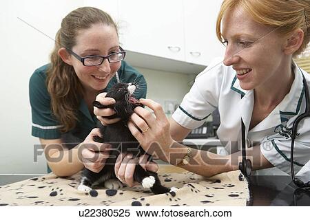 Veterinary Nurse Giving Cat Injection View Large Photo Image Stock Photography - Veterinary Nurse Giving Cat Injection. Fotosearch