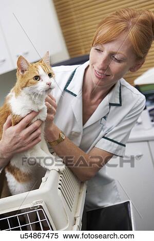 Veterinary Nurse Weighing Dog In Surgery View Large Photo Image Stock Photography - Veterinary Nurse Weighing Dog In Surgery. Fotosearch