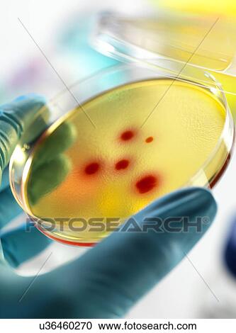 Stock Image - Bacteria research. Fotosearch