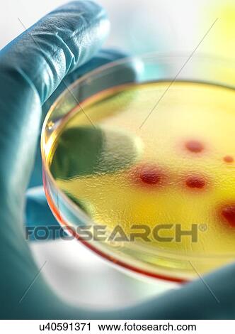 Stock Image - Bacteria research. Fotosearch