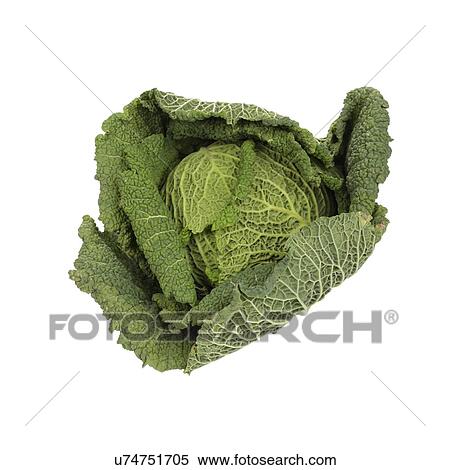 Cabbage View Large Photo Image Stock Photography - Cabbage. Fotosearch