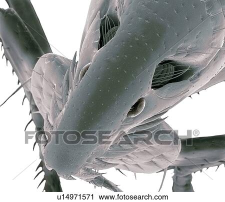 Stock Image - Cat flea, SEM. Fotosearch