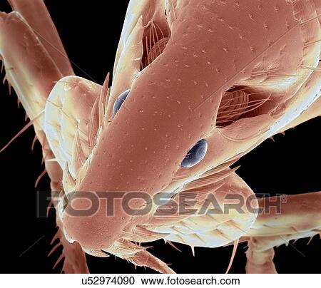 Stock Image - Cat flea, SEM. Fotosearch