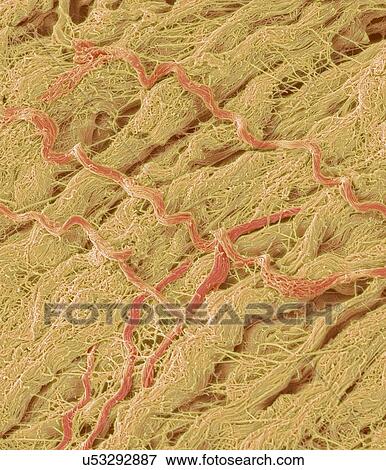 Stock Photo - Dense connective tissue, SEM. Fotosearch
