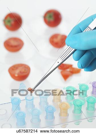 Food research, conceptual image View Large Photo Image Picture - Food research, conceptual image. Fotosearch