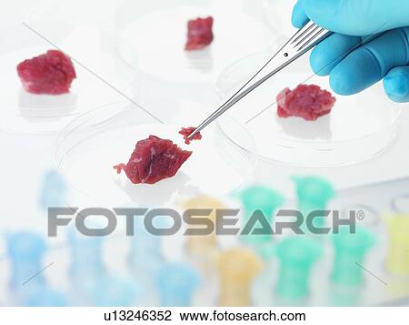 Food research, conceptual image View Large Photo Image Stock Image - Food research, conceptual image. Fotosearch