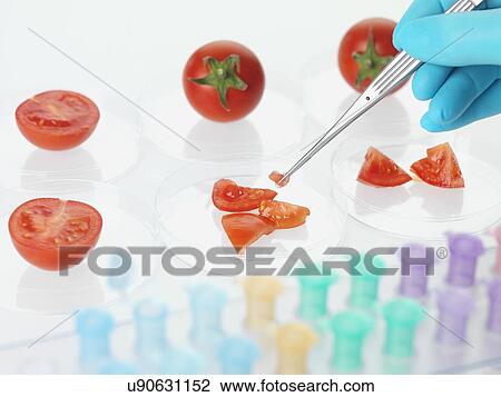 Stock Image - Food research, conceptual image. Fotosearch