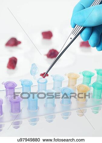Food research, conceptual image View Large Photo Image Stock Image - Food research, conceptual image. Fotosearch