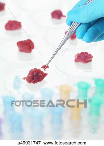Stock Photo - Food research, conceptual image. Fotosearch