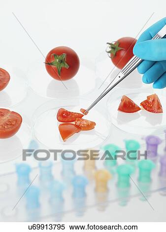 Food research, conceptual image View Large Photo Image Stock Photography - Food research, conceptual image. Fotosearch