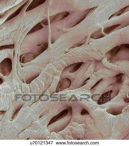 Heart strings, SEM View Large Photo Image Stock Photo - Heart strings, SEM. Fotosearch