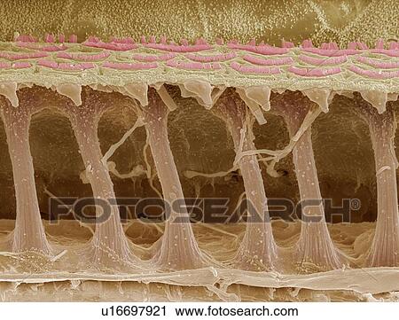 Inner ear hair cells, SEM View Large Photo Image Stock Image - Inner ear hair cells, SEM. Fotosearch