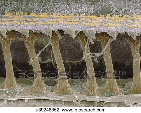Inner ear hair cells, SEM View Large Photo Image Stock Image - Inner ear hair cells, SEM. Fotosearch