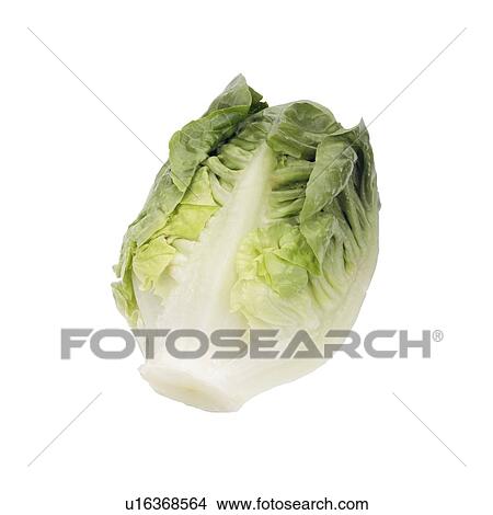 Picture - Lettuce Little Gem. Fotosearch