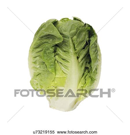Lettuce Little Gem View Large Photo Image Stock Photography - Lettuce Little Gem. Fotosearch