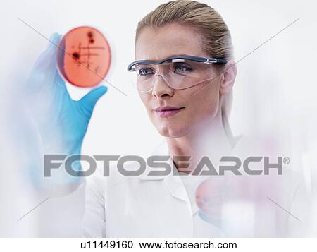 Stock Image - Microbiologist examining cultures. Fotosearch