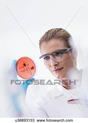 Microbiologist examining cultures View Large Photo Image Stock Image - Microbiologist examining cultures. Fotosearch