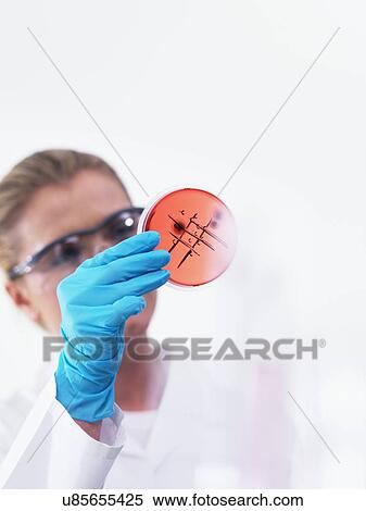 Microbiologist examining cultures View Large Photo Image Stock Photography - Microbiologist examining cultures. Fotosearch