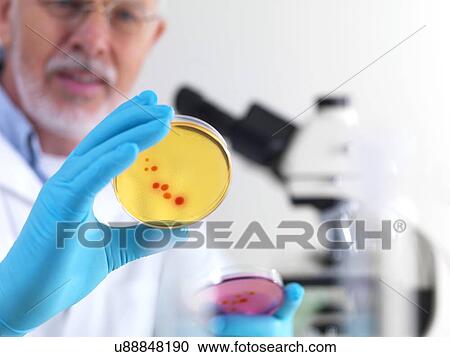 Stock Image - Microbiology research. Fotosearch