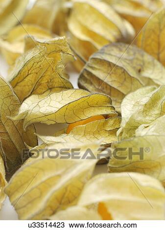 Physalis View Large Photo Image Stock Image - Physalis. Fotosearch