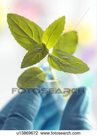 Stock Image - Plant research, conceptual image. Fotosearch