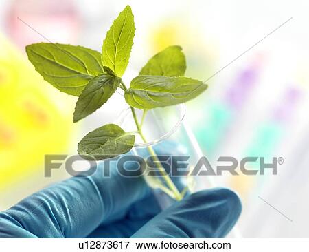 Plant research, conceptual image View Large Photo Image Stock Photo - Plant research, conceptual image. Fotosearch
