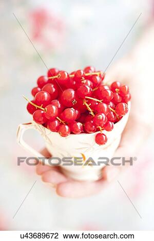 Red currants View Large Photo Image Stock Image - Red currants. Fotosearch