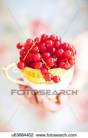 Red currants View Large Photo Image Stock Image - Red currants. Fotosearch