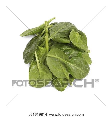 Spinach View Large Photo Image Picture - Spinach. Fotosearch