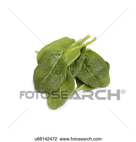 Spinach View Large Photo Image Stock Image - Spinach. Fotosearch