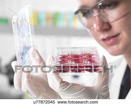 Stem cell research View Large Photo Image Stock Photography - Stem cell research. Fotosearch