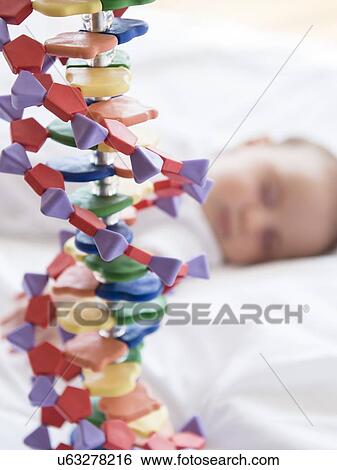 Stock Photograph - Baby girl (2-5 months) sleeping in bed behind DNA model. Fotosearch