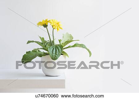 Blooming daisy View Large Photo Image Stock Image - Blooming daisy. Fotosearch