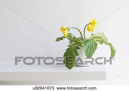 Blooming daisy View Large Photo Image Stock Image - Blooming daisy. Fotosearch