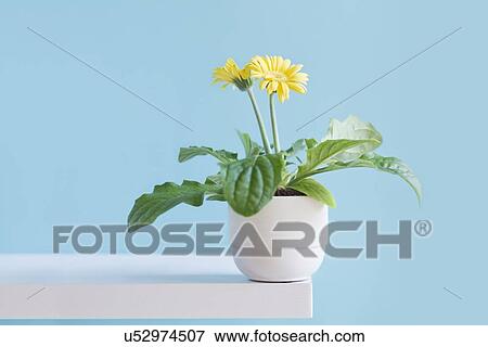 Blooming daisy View Large Photo Image Stock Photo - Blooming daisy. Fotosearch