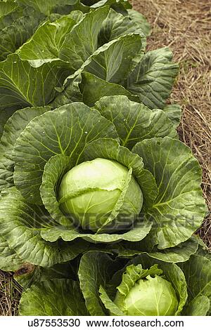 Cabbage View Large Photo Image Stock Image - Cabbage. Fotosearch
