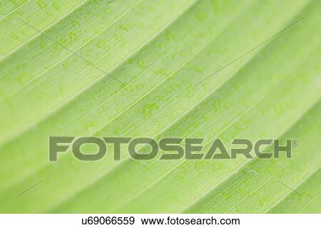 Close-up of leaf's surface View Large Photo Image Stock Photo - Close-up of leaf's surface. Fotosearch