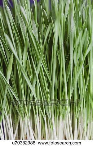 Stock Photo - Close-up of wheatgrass. Fotosearch