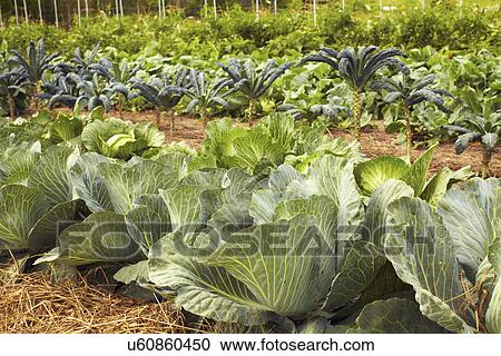 Field of cabbages View Large Photo Image Stock Image - Field of cabbages. Fotosearch