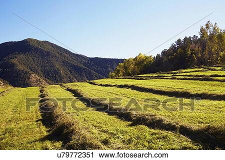 Stock Image - Fields with hay. Fotosearch