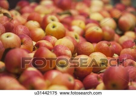 Freshly picked apples View Large Photo Image Stock Photography - Freshly picked apples. Fotosearch