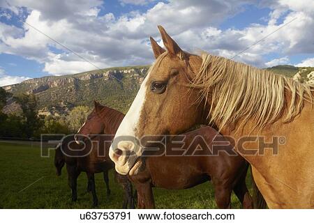 Stock Image - Horses grazing on grass. Fotosearch