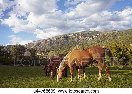 Stock Photo - Horses grazing on grass. Fotosearch