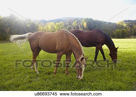 Stock Photography - Horses grazing on grass. Fotosearch