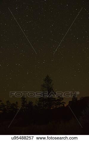 Stock Photo - Night sky above trees. Fotosearch