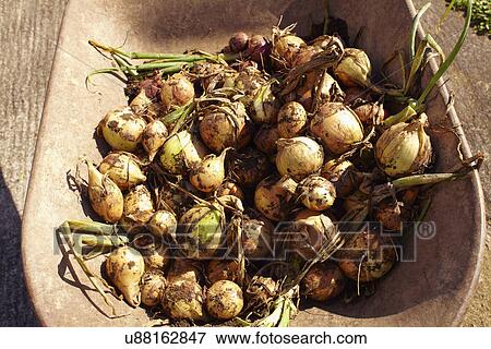 Onions in bowl View Large Photo Image Stock Photo - Onions in bowl. Fotosearch