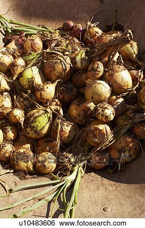 Stock Photograph - Onions in bowl. Fotosearch