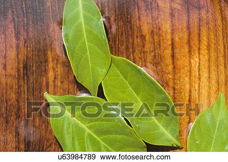Stock Photo - Raindrops on leaf. Fotosearch