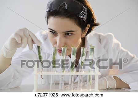 Stock Photography - Scientist examining seedlings in test tubes. Fotosearch